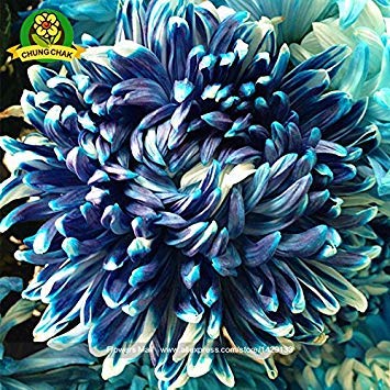 Graines de chrysanthème de plante de maman chinoise Graines de fleurs vivaces rares Plantes de bonsaï d'intérieur pour la maison et le jardin Couleur mixte Paquet de 500 graines