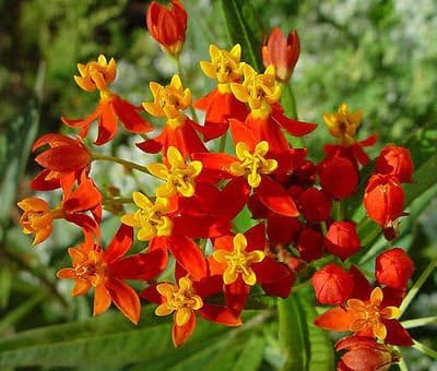 BLOOD FLOWER SCARLET MILKWEED Asclepias Curassavica - 2,500 Bulk Seeds