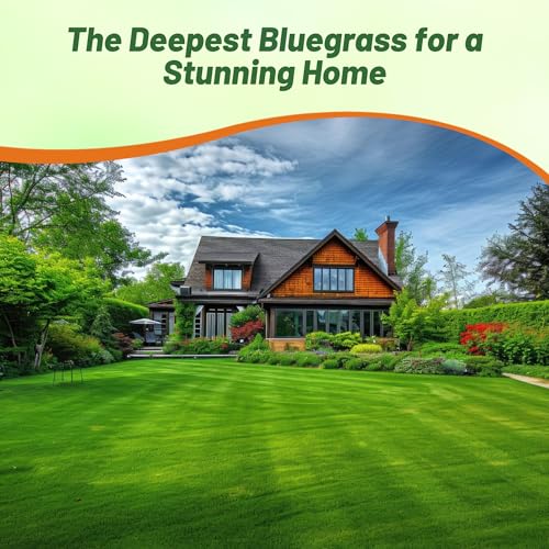 image for Outsidepride Midnight Kentucky Bluegrass Seed - 10 Lbs. Cold & Drought