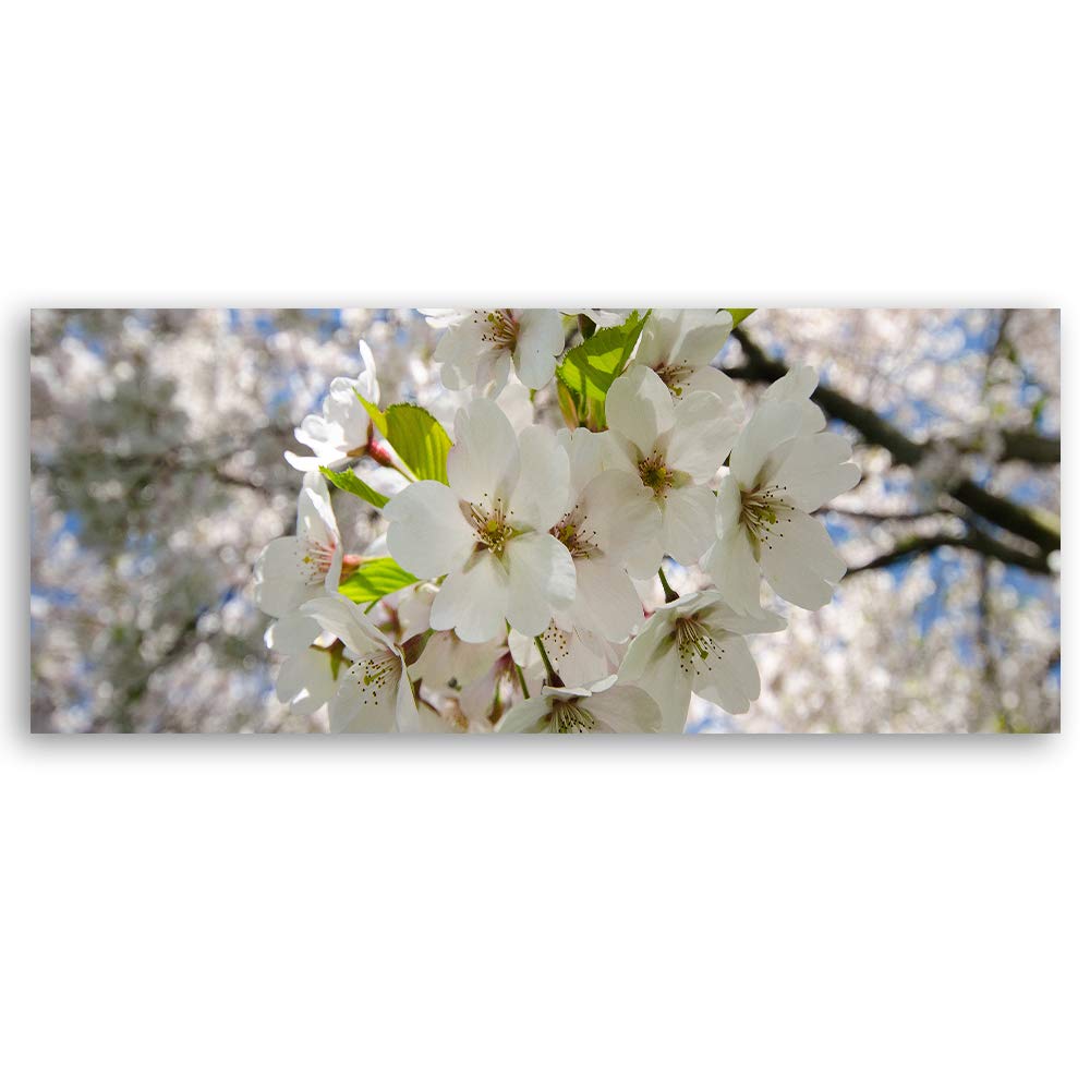 Leinwandbild XXL Kirschblüten Wandbild Kunst Natur Weiß 150x60 cm