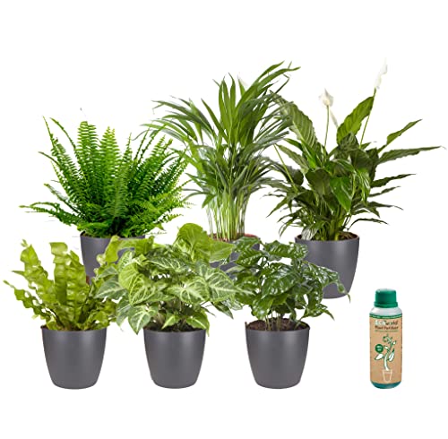 vdvelde.com - Ecoworld Grüne Zimmerpflanzen Echt - 6er Set Pflegeleicht und Luftreinigende Grünpflanzen - Wenig Licht Benötigt - Mit übertopf und Zimmerpflanzen Dünger - Topf Ø12 / Höhe 40 cm