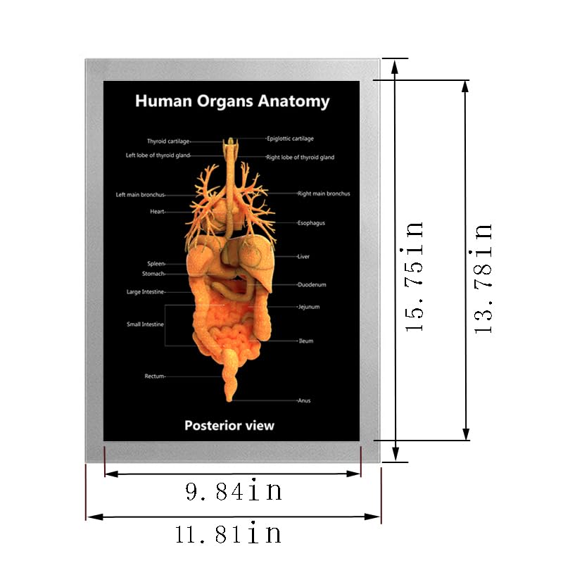 解剖学的人体半立体壁掛けポスター8枚セット 解剖学的人体半立体壁掛けポスター8枚セット 楽天市場】人体解剖 ポスター