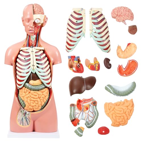 Image of JNMFTD Human Torso Anatomy Model, 33.4 inch 17 Part Removable Life-Size Model with Heart Brain Visceral Organ Muscular Layers Bone Vessels Nerves Includes Product Manual for Medical Scientific Education