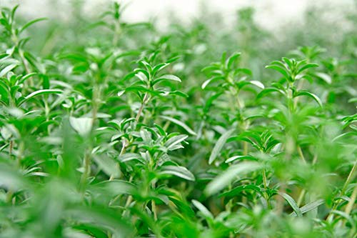 1255-Summer Savory (Satureja Hortensis) Seeds By Robsrareandgiantseeds Upc0764425789338 Non-Gmo,Organic,Usa Grower,Farm,Showy,Recipe,Huge Yields,Dishes,Herb,Sacred,1255 Package Of 100 Seeds #TOP2
