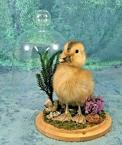 Taxidermy Real Baby Duck Duckling Bird Glass Dome Display Collectible Taxidermy Real Baby Duck Duckling Bird Glass Dome Display Collectible