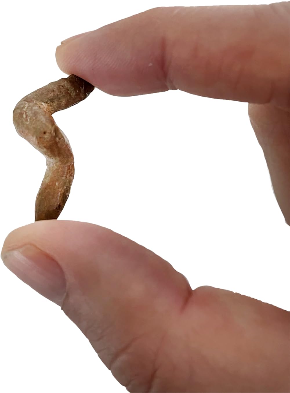 Authentic Turtle Coprolite Fossil, Fossilized Poop from Madagascar