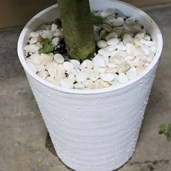 Amazon｜PURIZA 観葉植物 フィカス アルテシマ ストレート 8号鉢