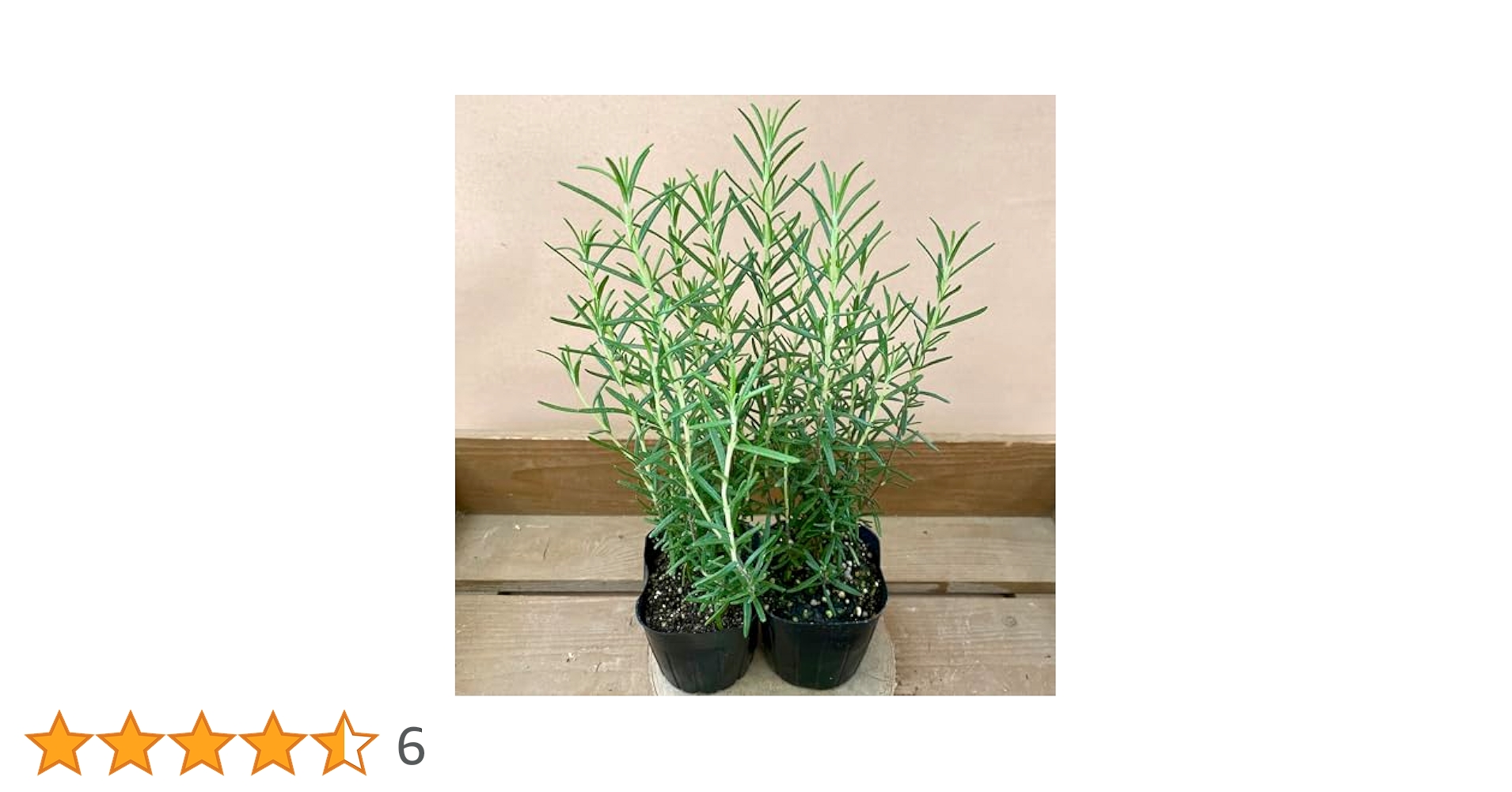 jijiページ ローズマリー2本 jijiページ ローズマリー2本 jijiページ ローズマリー2本 Amazon