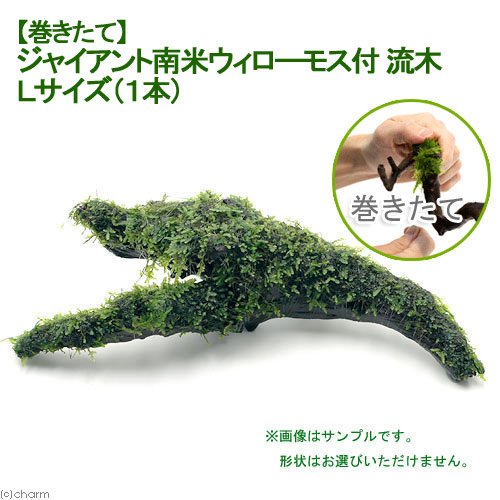 Amazon.co.jp: （水草）巻きたて ジャイアント南米ウィローモス 流木