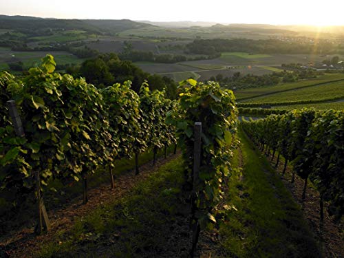 Württemberger Wein Trollinger mit Lemberger QW halbtrocken (1 x 1,0l) – Bild 2