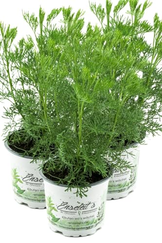 3er Set Cola-Strauch, Cola-Kraut im Topf, Artemisia abrotanum var. Maritima, frische Coca-Cola Pflanze direkt aus der Gärtnerei Enseleit 3er Set Cola-Strauch, Cola-Kraut im Topf, Artemisia abrotanum var. Maritima, frische Coca-Cola Pflanze direkt aus der Gärtnerei Enseleit