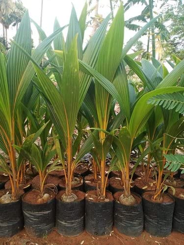 See full amazon price history chart for Mphmi Live Nurseryoutdoors Nariyal, Coconut Tree (Golden, Hybrid) - Plant Mphmi Live Nurseryoutdoors Nariyal, Coconut Tree (Golden, Hybrid) - Plant (B09VK4FHKZ) Amazon Price History, Amazon Price Tracker