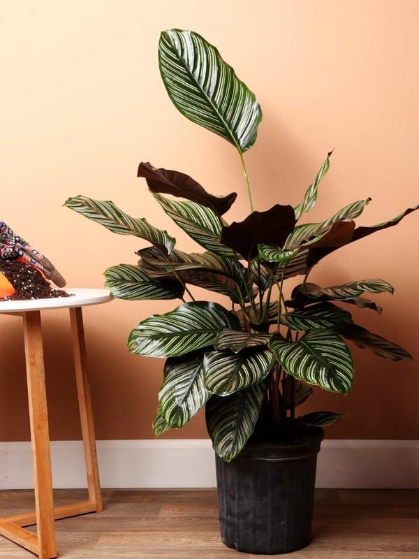 24 hours oxygen giving indoor plants, Calathea pink pinstripe- Plant | Indoor Plants for Living Room | Air purifying Indoor Plants (Pack of 1 With pot)