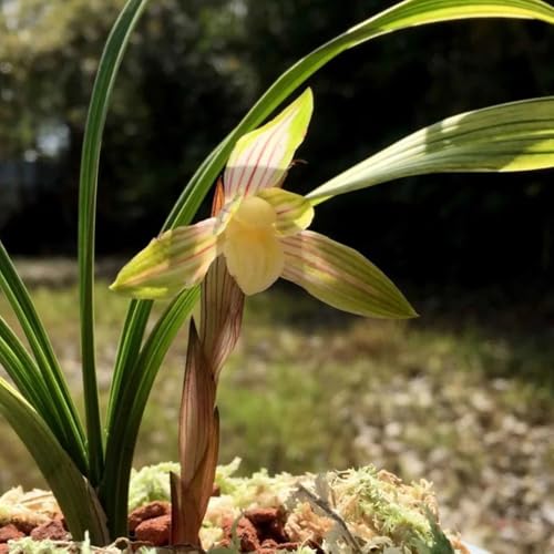 seltene orchideen, exotische balkon winterhart exotische garten 30samen