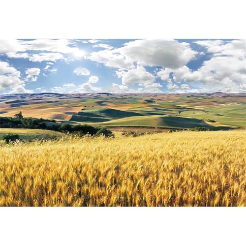 10x7ft Golden Wheat Field Backdrop Autumn Field Farm Harvest Day Background for Photography Thanksgiving Decor Banner Birthday Party Baby Shower Photo Booth Props -  Kzzfqxb