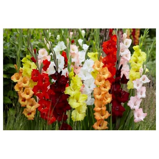Mixed Gladiolus Flower Bulbs - 100 Count
