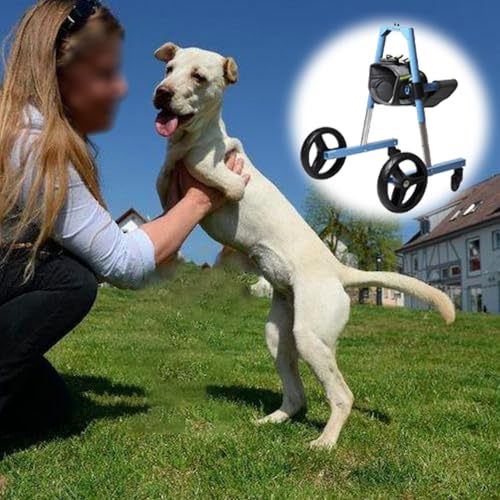 Andador para perros medianos con 2 ruedas de apoyo delantero y arnés protector 2