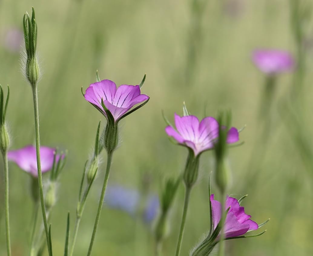Agrostemma githago | Corncockle Wildflower | 6 Plug Plant