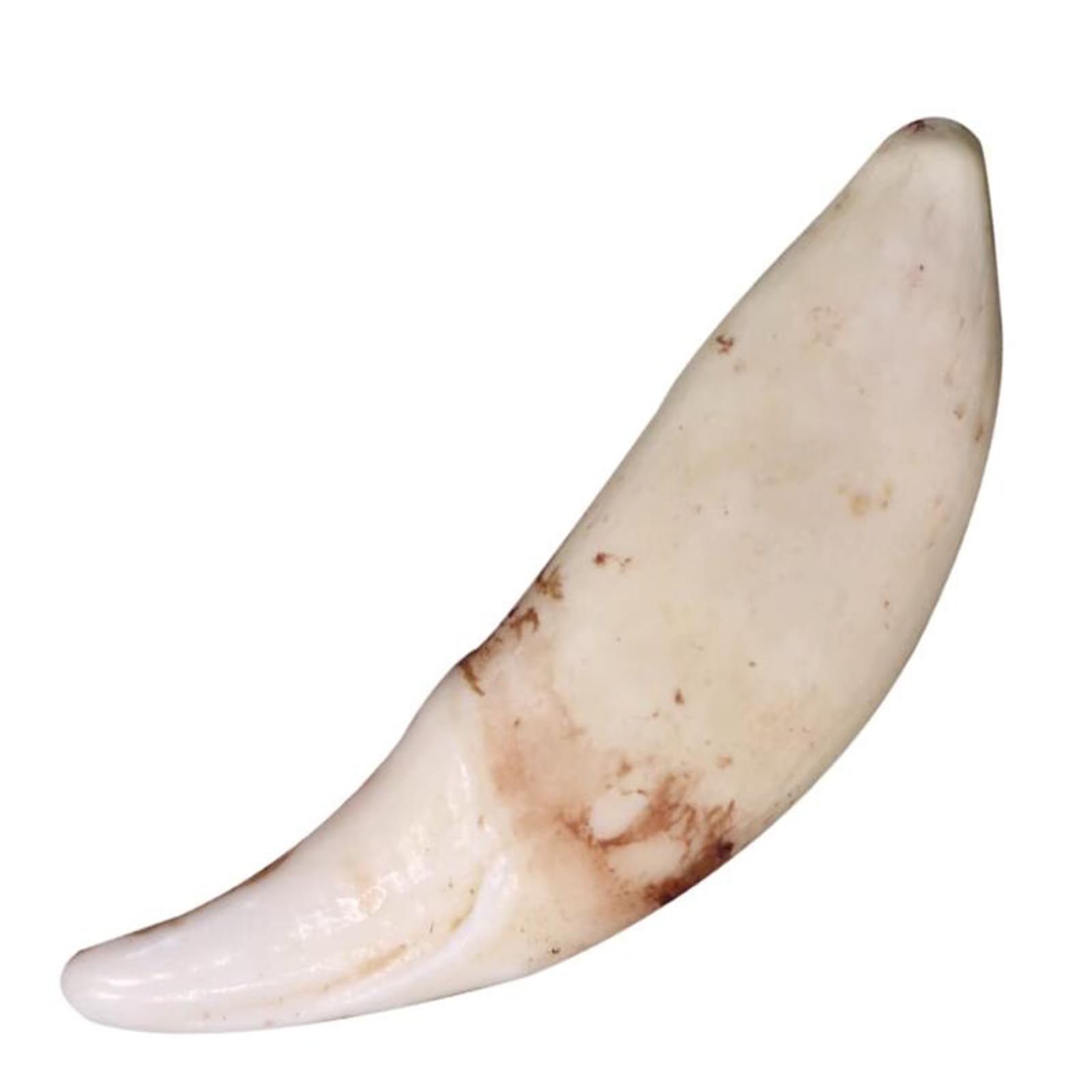 YRQMGSF 1:1 Life Size Dog Teeth Model - Educational Dog Teeth Teaching Model - Medical Teaching Model Animal Skeleton Taxidermy Supplies Art Bone Vet Medicine Model