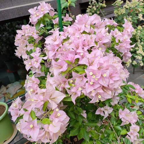 Bougainvillea Seeds, Architectural Vines, Modern Garden layouts, Minimalist Vertical Greenery 250pcs