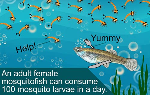20 Live Mosquito Fish (Koi Pond) Aquarium Feeder Fish with Hornwort Plant - Thumbnail 4