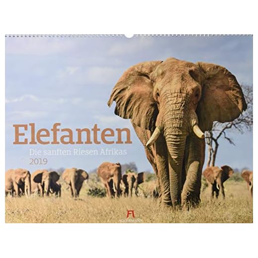 Elefanten 2019: Die sanften Riesen Afrikas