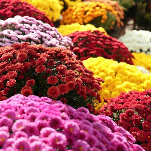 500+ Mixed Color Chrysanthemum Seeds for Planting - Hardy Garden Flower Seeds - Rare Ground Cover Landscape Easy Grow & Maintain
