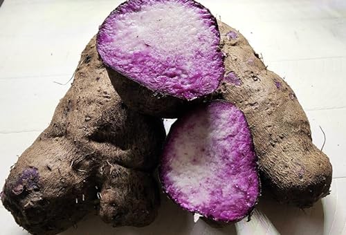 Generic Fresh Purple Yam, Ube, Dioscorea Alata, Ratalu, Organic Southeast Asian Vegetable (1 LB)