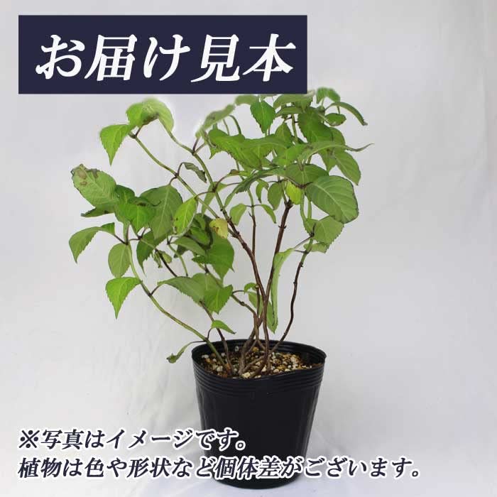 Amazon.co.jp: ヤマアジサイ 苗 さつき姫 （ さつきひめ ） 山野草