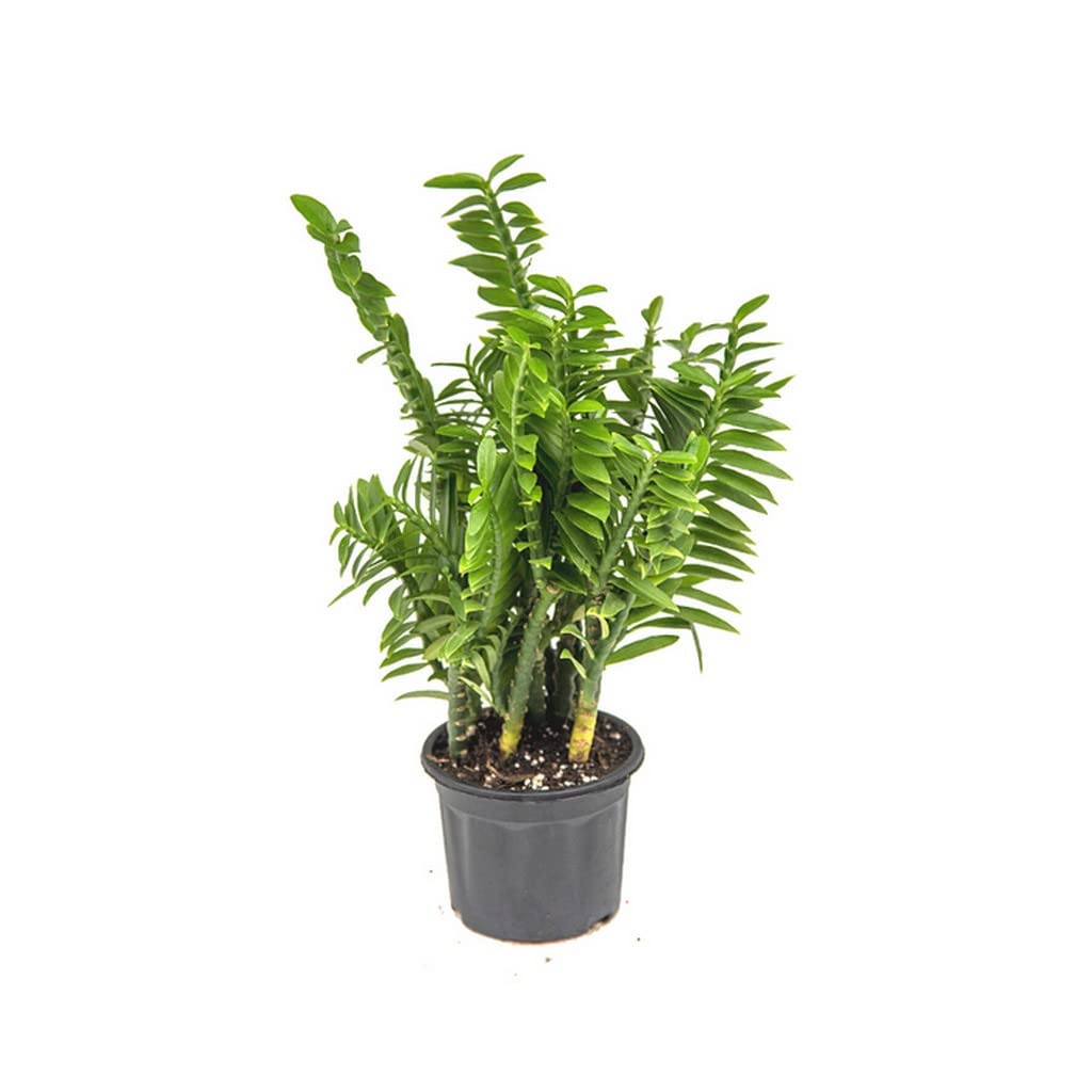 OhhSome Plants For Home Gardening Euphorbia Pedilanthus Green(Zigzag Plant) Tithymaloides Live Indoor Online Natural (Healthy (Live Plant) (B09QT4J9CL) Amazon Price History, Amazon Price Tracker