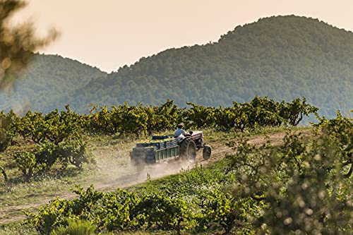 Codorníu Extra Reserva Organic - Cava Brut - 75cl