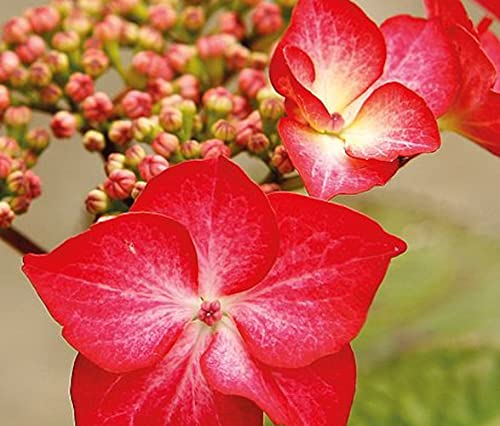 Hydrangea macrophylla Red Bull 20-30 cm/Topf 10,5 - Hortensien mit prächtigen Blüten - Tellerhortensie
