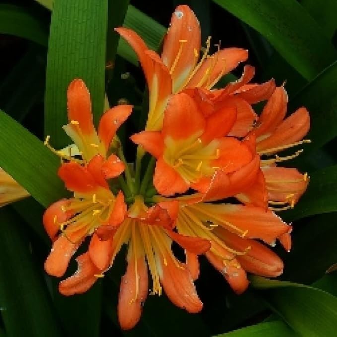 Image of Clivia Miniata Live Flowering Plant | Orange Lily Plant for Indoor & Outdoor Decor | Evergreen Flower Plant with Pot for Home Garden & Balcony a€ inch Pack of 1