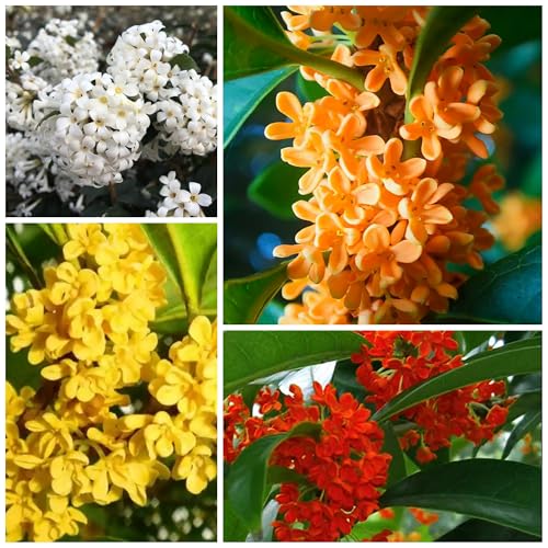 10+ Mixed Osmanthus Flower Seeds Fragrant Olive Orange Small Tree Evergreen Shrub Drought Tolerant Hedges Screens Specimen Plants Grows in Garden