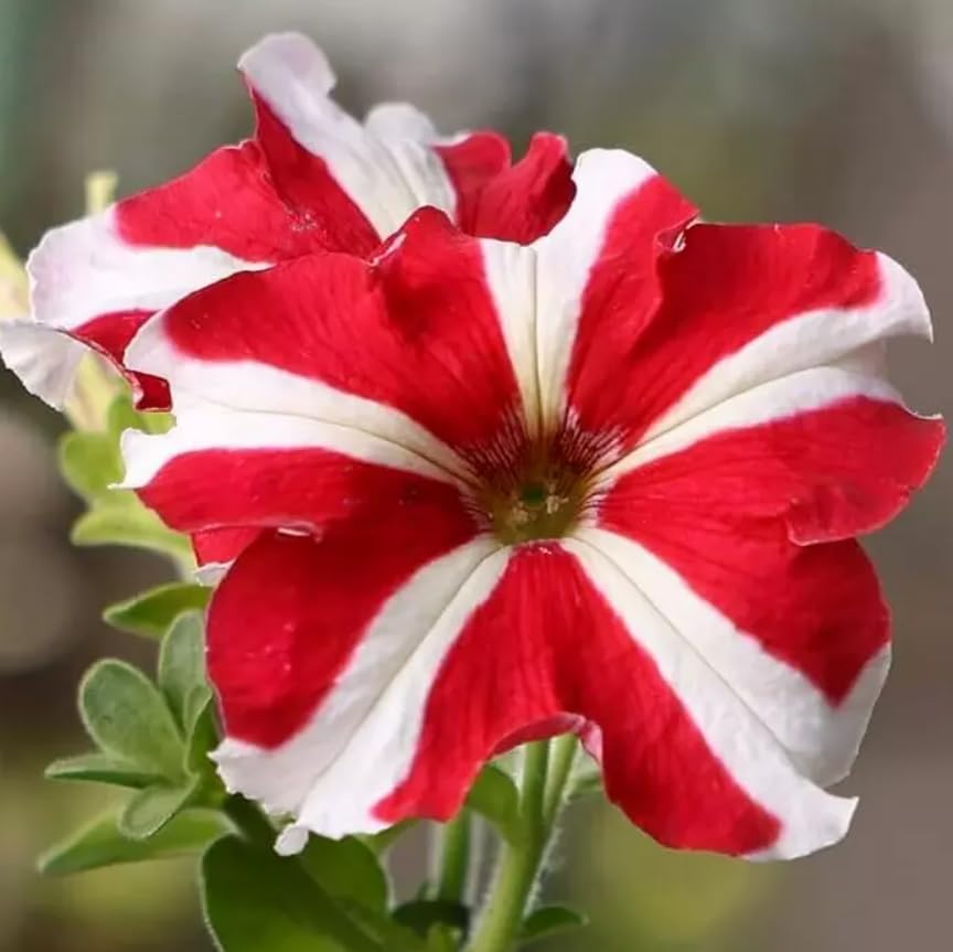 1 Pack of 25 SEEEDS Red & White Star Petunia