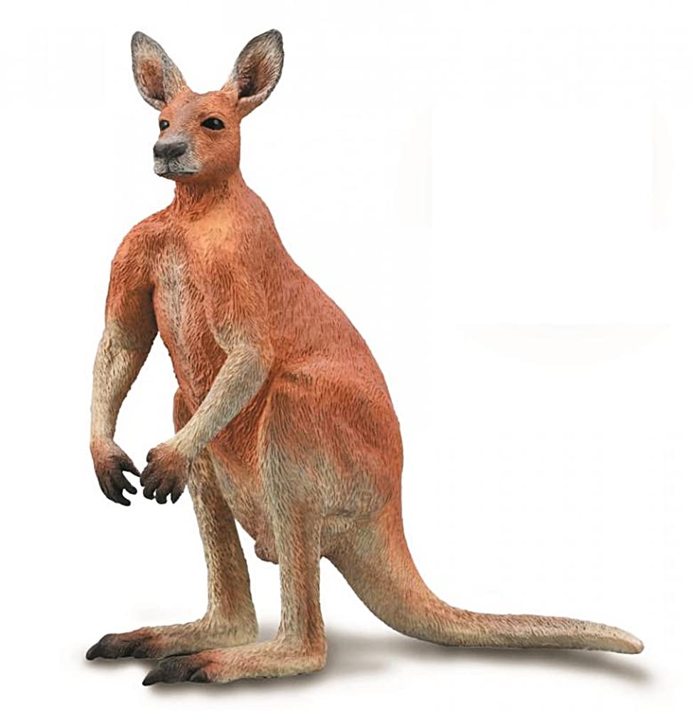 Amazon.co.jp: CollectA (コレクタ) アカカンガルー オス 動物