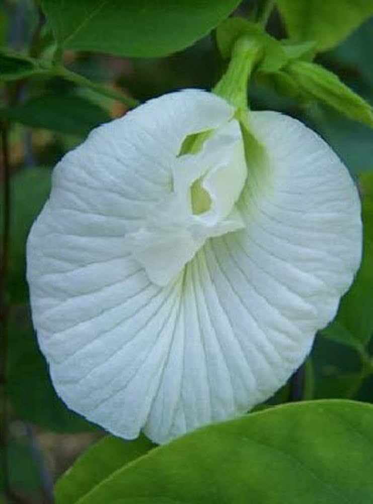Amazon.com : Onalee's Seeds Butterfly Pea Vine Seeds: Single White