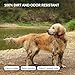 CollarDirect Wasserdichtes Hundehalsband Verstellbar – Silikon & Kunststoff, Geruchsresistent, Leicht zu Reinigen, Sicherheitsverschluss – für kleine, mittlere & große Hunde (Orange, S (25-33 cm))
