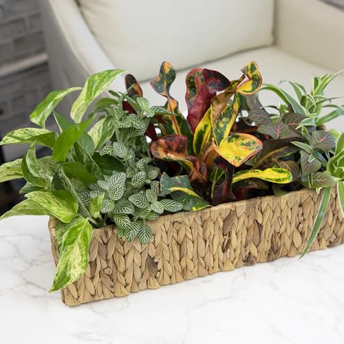 Easy to Grow Houseplants (12 Pack) Live House Plants in Plant Containers, Growers Choice Plant Set in Planters with Potting Soil Mix, Home Décor Planting Kit or Outdoor Garden Gifts by Plants for Pets - Image 5