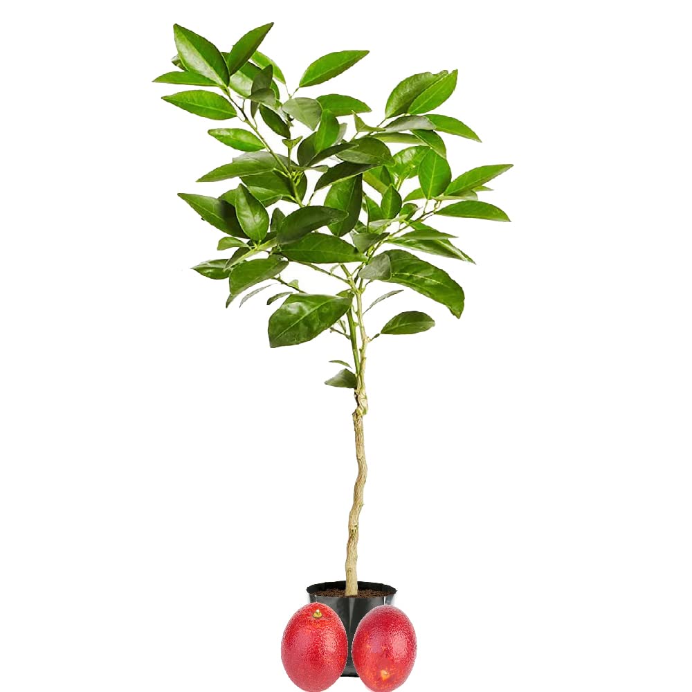 IXORA Malta Mosambi Red Variety Fruit Grafted Live Plant & Tree(1-2 Feet Size) (B0BMGVDVYB) Amazon Price History, Amazon Price Tracker