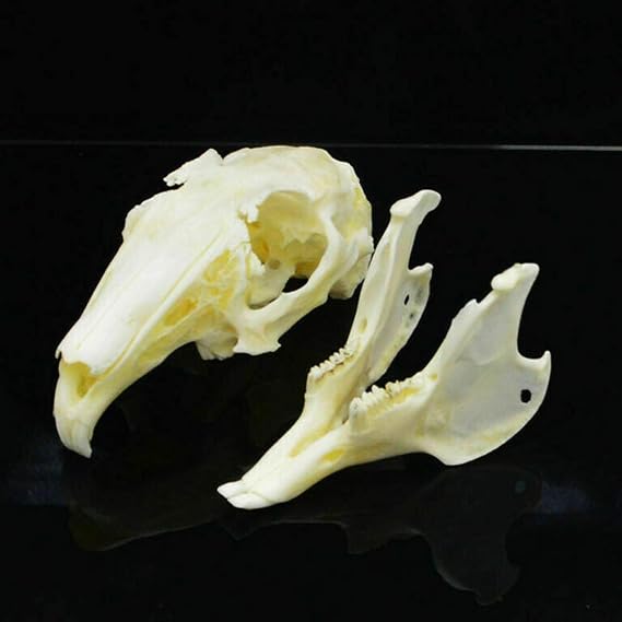 Wixine 1Pcs Cottontail Rabbit Skull Specimen Animal Bone Specimen