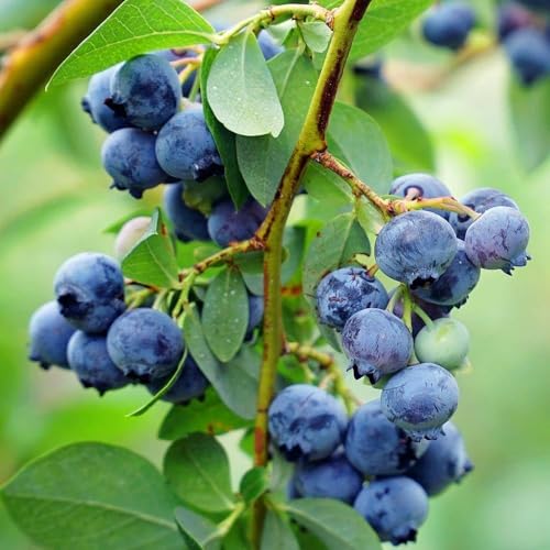 Austin Blueberry Plant, Fresh Live Fruit Bush for Home Garden, Outdoor Growing (Liner/Potted/Single Plant)
