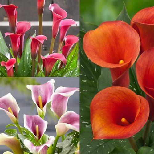 Calla Lily Bulbs-Calla Lily Bulbs for Planting Now UK,Garden Flowers,Plant Bulbs,Hardy Perennial,Wedding Flowers-4bulbs-A