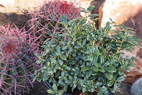 Burford Shrub (1G), Flowering Shrubs Privacy Trees For Planting, Live Plants In Planters For Outdoor Plants, Ilex Plant Live Plant Outdoor Garden Decor, Potted Plants Live Tree By Plants For Pets #TOP5