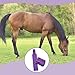 Ranch Hand Horse Mane Bags | Horse Tack/Supplies | Pack of 6 | Protect Horse's Mane from Wind, Sun, Mud, Preventing Tangles, Rubbing Out, and Breakage | Handmade with High-Quality Nylon (Purple)