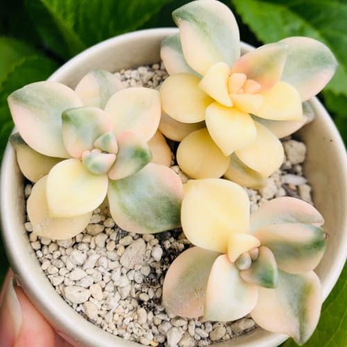 多肉植物アエオニウム錦❤️雪姫錦❤️ 観葉植物 多肉植物 錦」の人気商品一覧 | 安い商品を通販サイトから