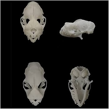 高品質！ビーバーの頭骨（Mサイズ ピューマ ♂ 頭骨レプリカ ☆特選！☆最高品質！ - 頭骨・骨格