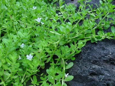 10 Live Bare Roots Bacopa Monnieri Brahmi Water Hyssop Herb Plants Rare MHWK25