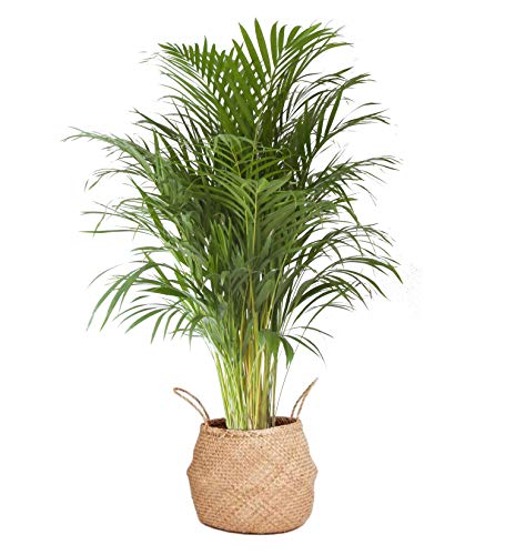 Indoor Tree from Botanicly - Goldpalm with Seagrass Basket and Saucer as a Set - Height: 125 cm - Areca dypsis lutescens