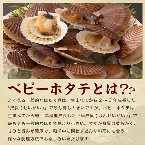 越前・若狭の幸せ食 ますよね印 ますよね ほたて ホタテ 大粒 ベビーホタテ 1kg 青森県陸奥湾産 の商品画像 4